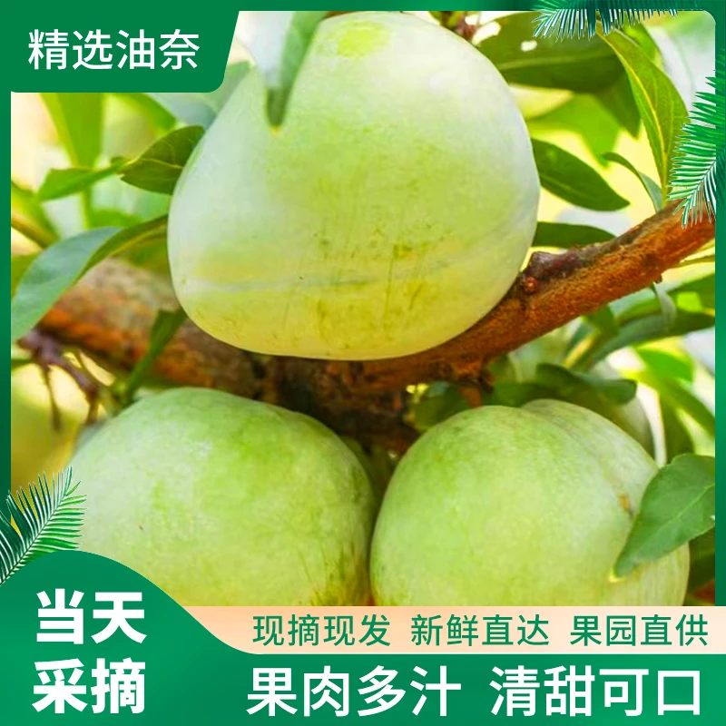 福建古田油奈奈李自家种植新鲜采摘脱骨李脆甜多汁当天采摘