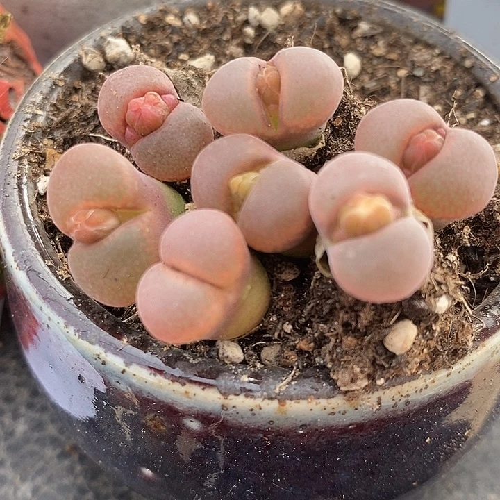 2465C10风铃一颗。