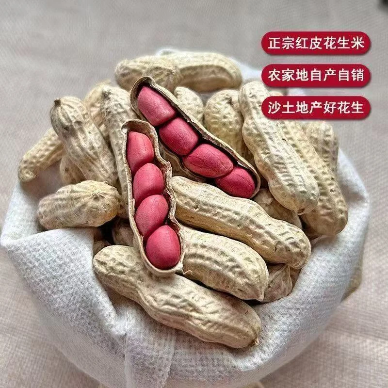 新晒干红皮带壳花生农家自种饱满美味营养健康