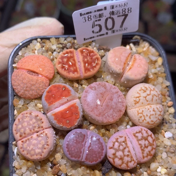 zzz精品生石花507