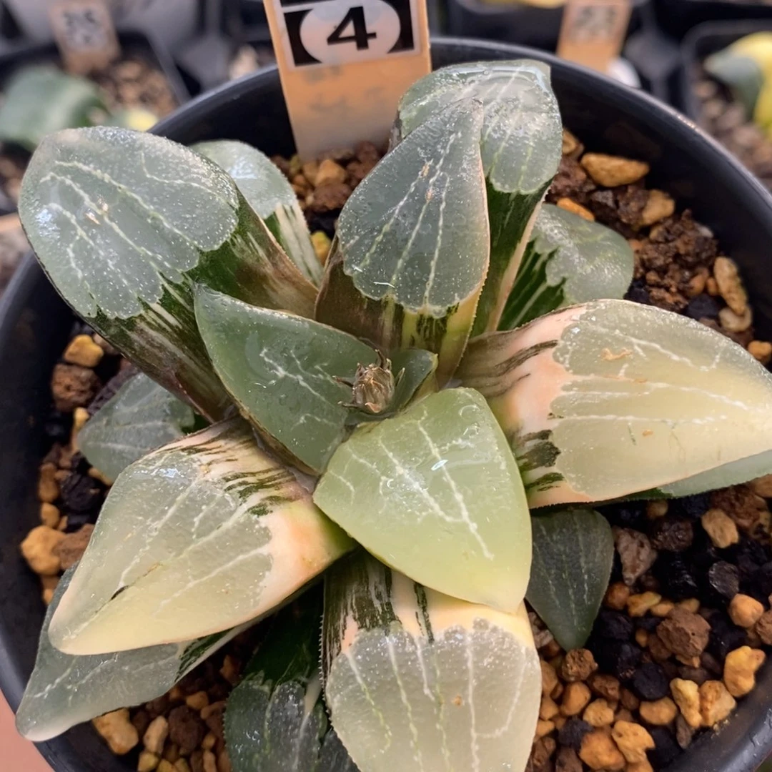 不开花植物284号多肉