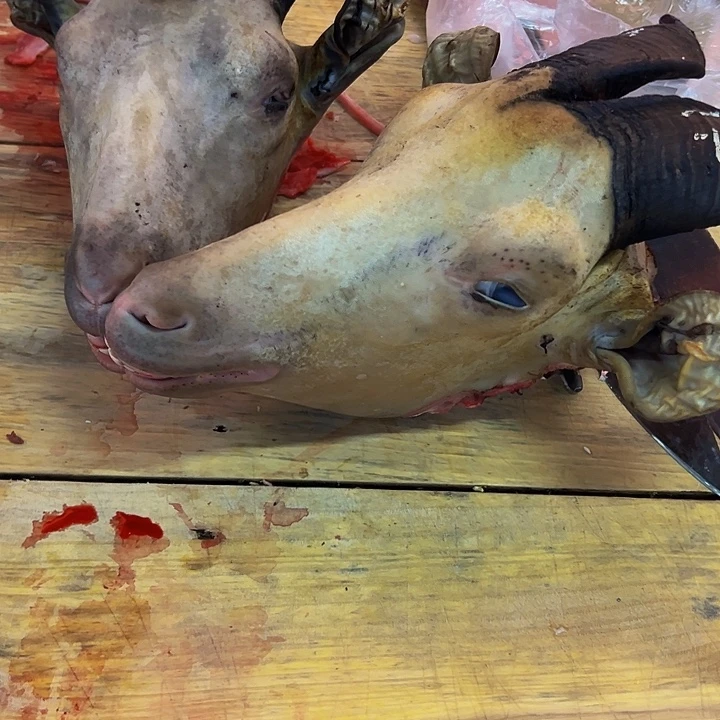 广西马山黑山羊羊头中国大陆