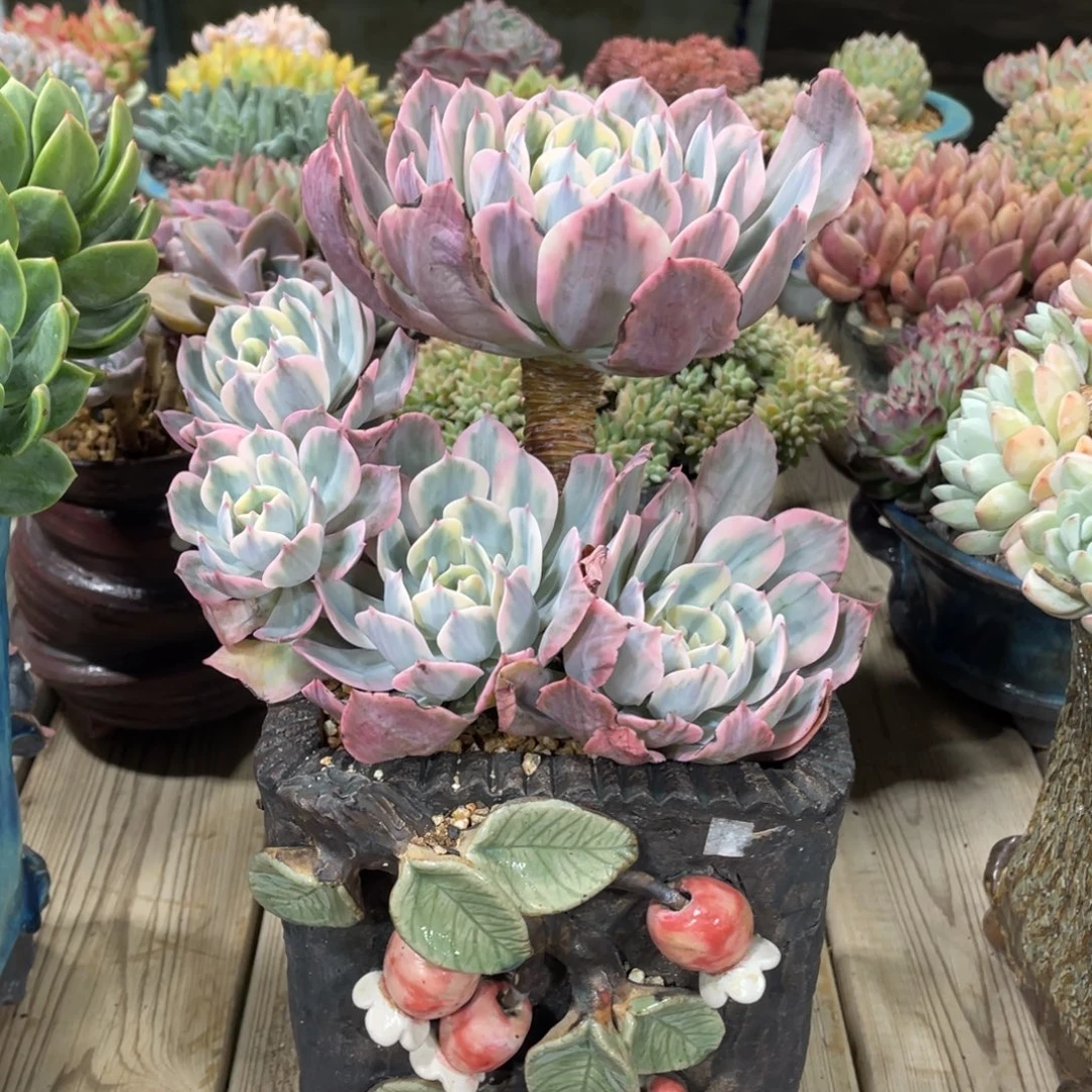 豆总多肉美锦群生