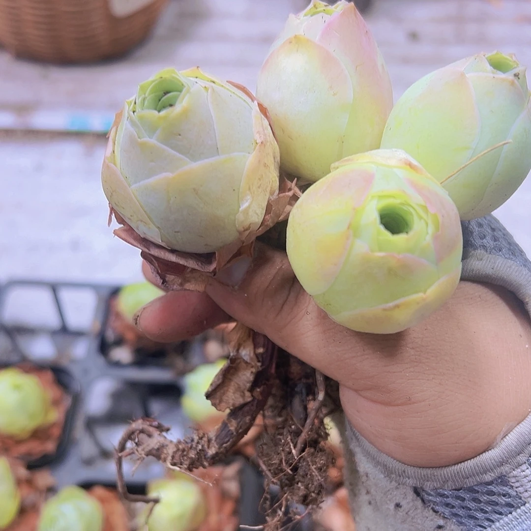 804桃帕3个19包邮