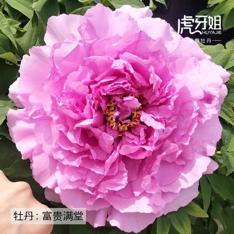 【富贵满堂】裸根牡丹包对版-庭院阳台花卉粉蓝色重瓣大花