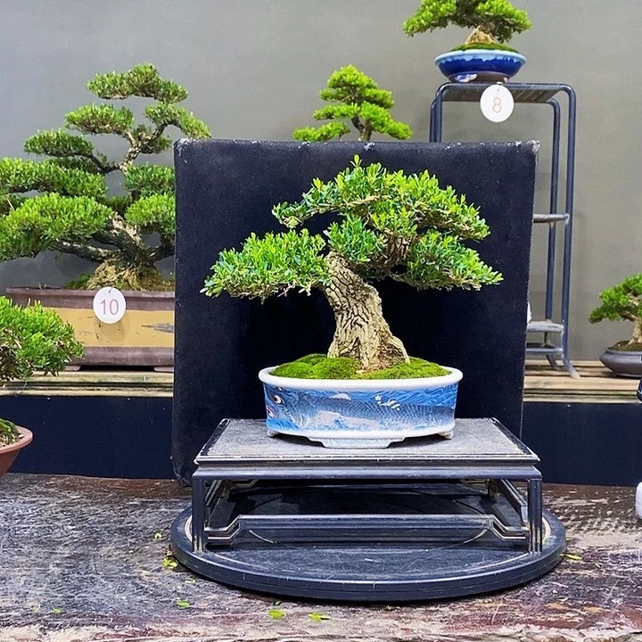 无花朵黄杨盆景四季常青