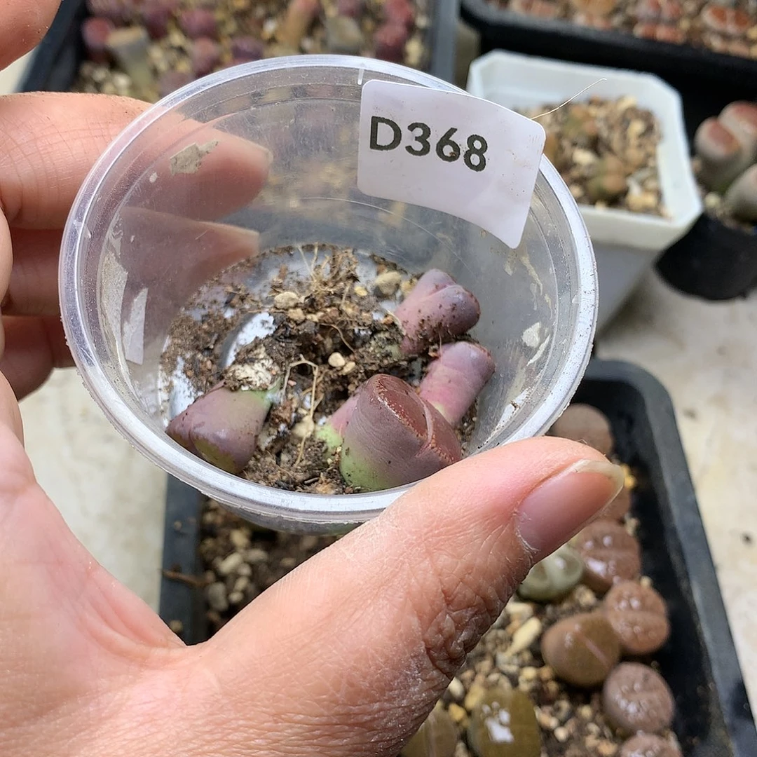 沛*D368多肉植物保护