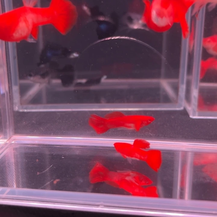 上***灬孔雀鱼鸿运双粉水3对