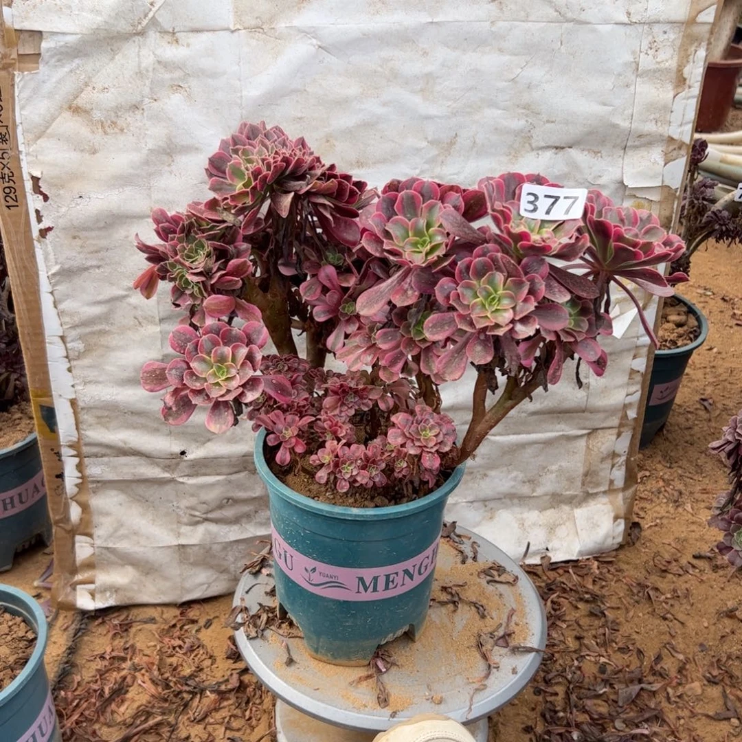 有伤丛林美杜莎377满28包邮