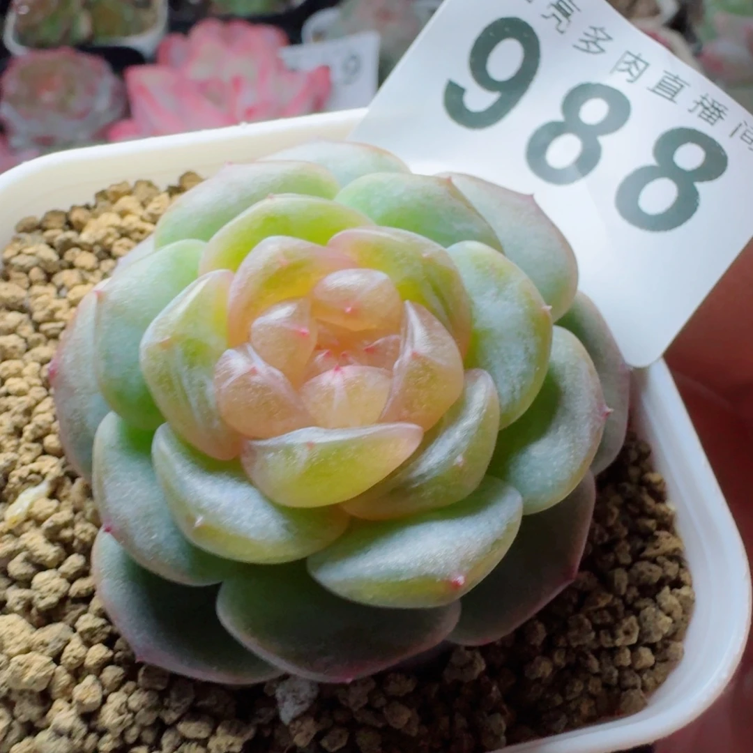 飘花珍妮      愿你一路坦途，乘风破浪展宏图