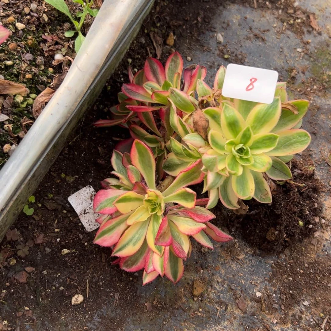 8三颗群多肉多肉