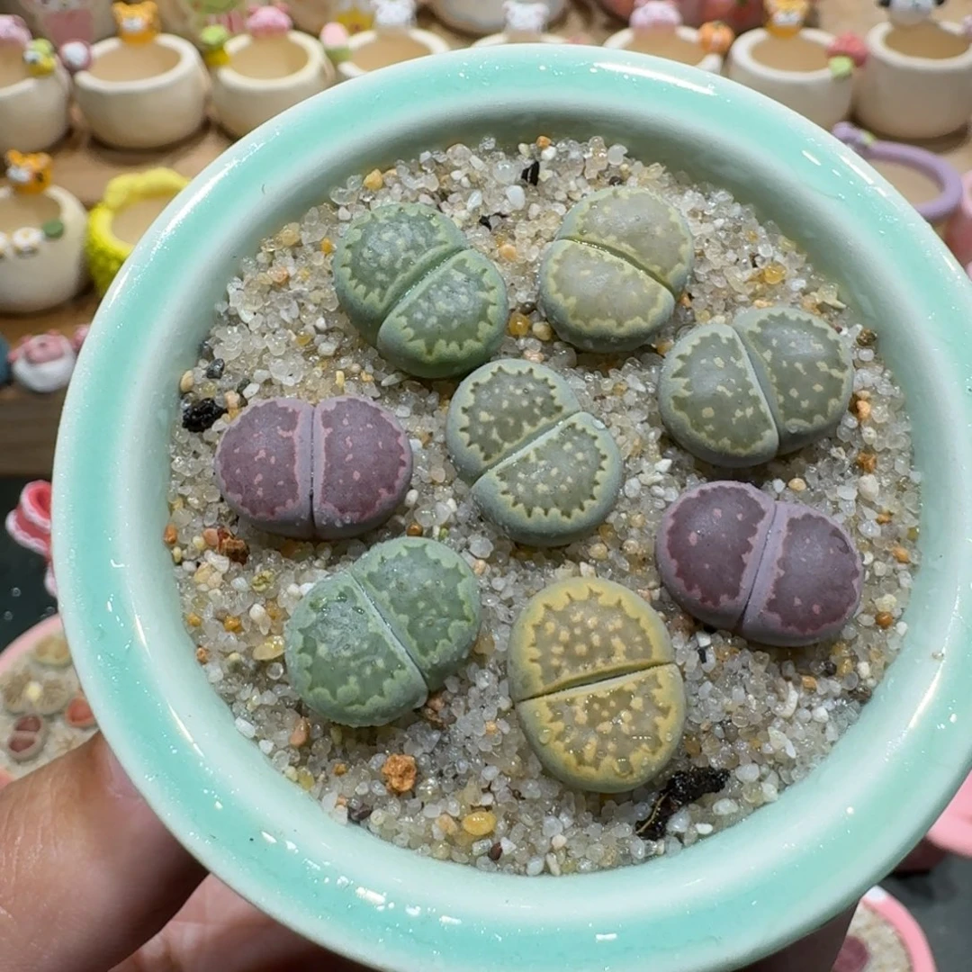 蘑菇1231寿丽饼干多肉植物