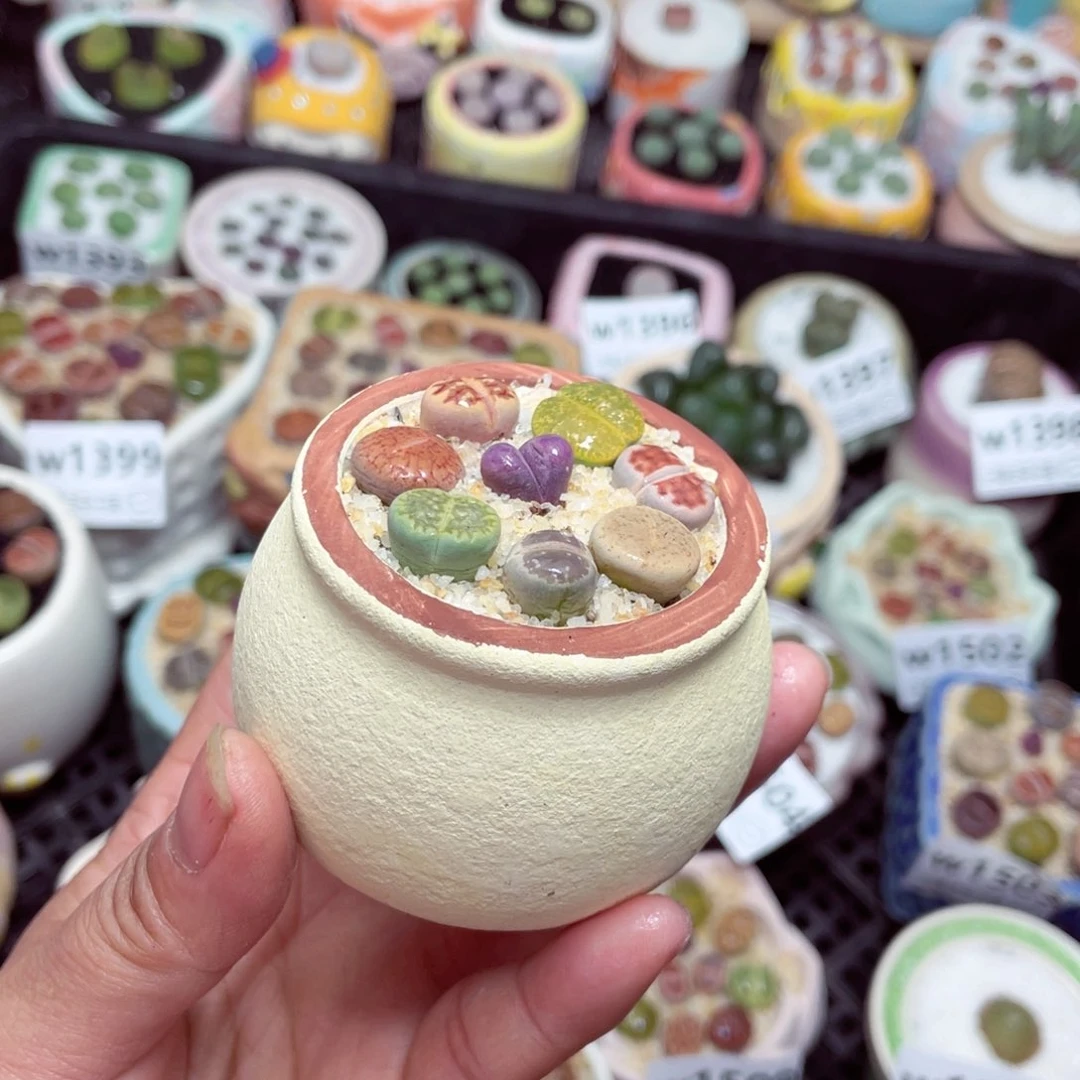 w1512 零下地区拍保温箱-15支持寄养