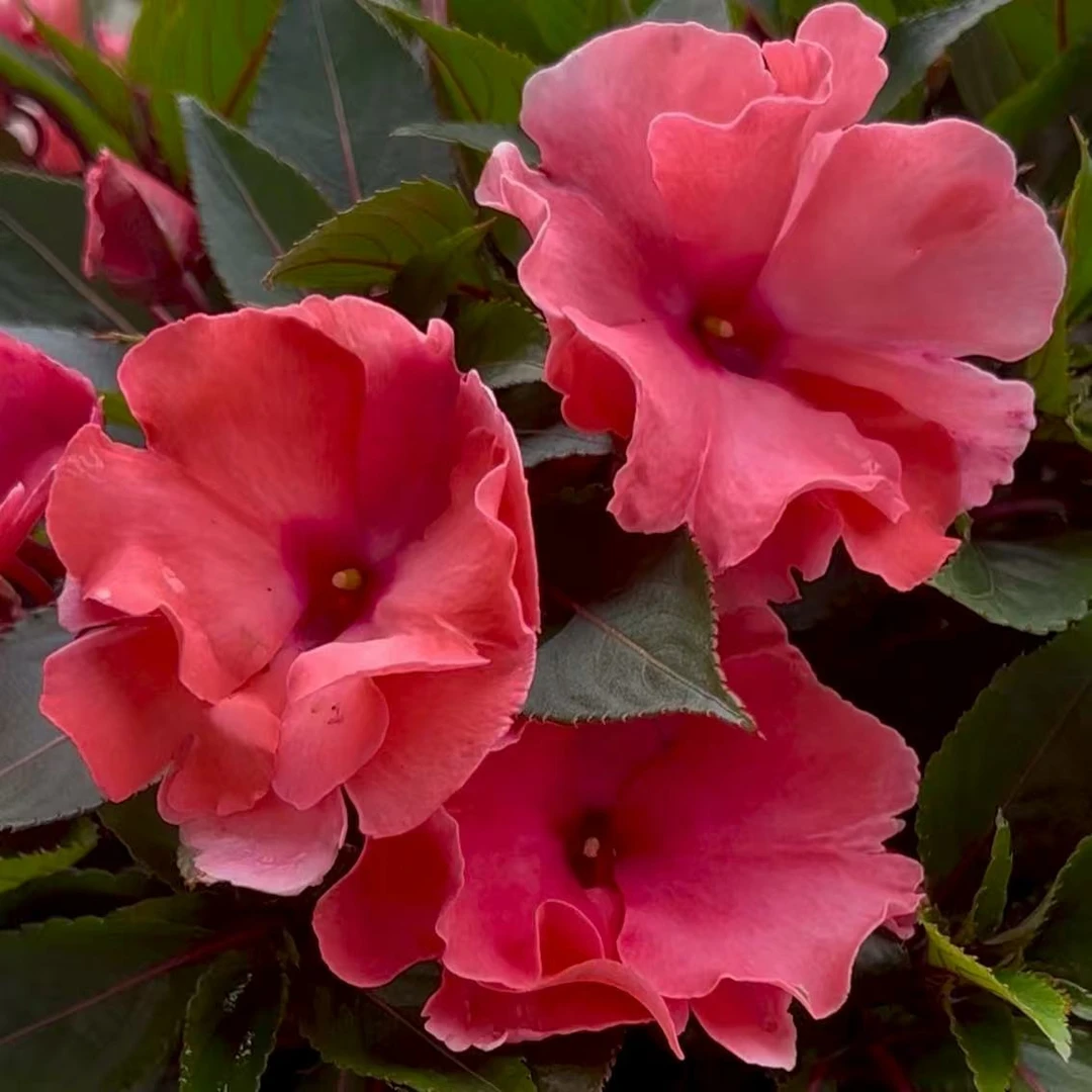 粉色重瓣凤仙花盆栽多年生庭院阳台新手易养护爆花强抗晒