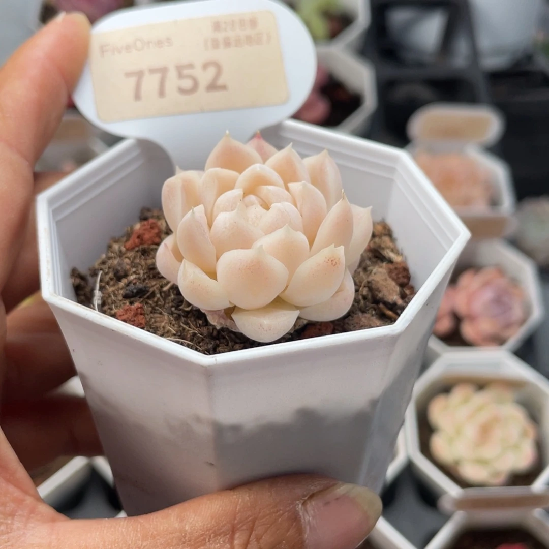 白月影7752-3.0厘米