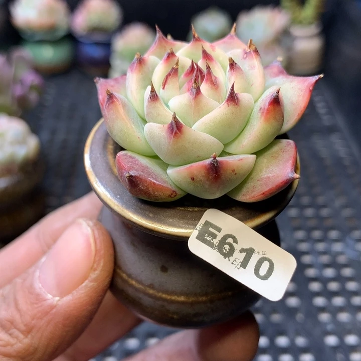 E610一物一拍连盆发