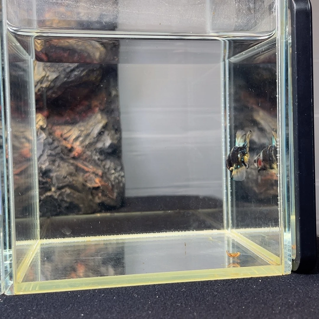 斗鱼九月二十四日竞价