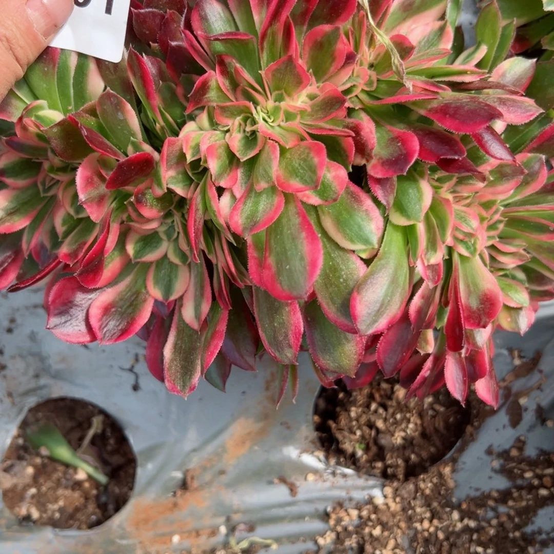 701 号多肉植物法师新年福利