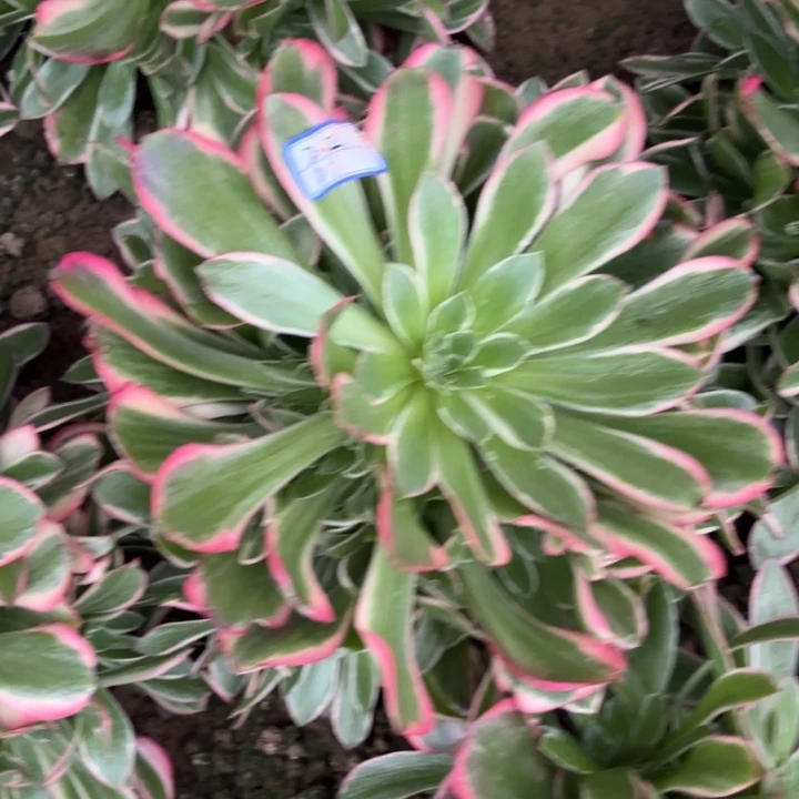 量拍一颗皇后断枝不包