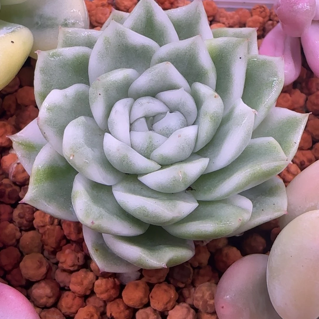 麦秆锦 高瓷白锦 哇啦塞