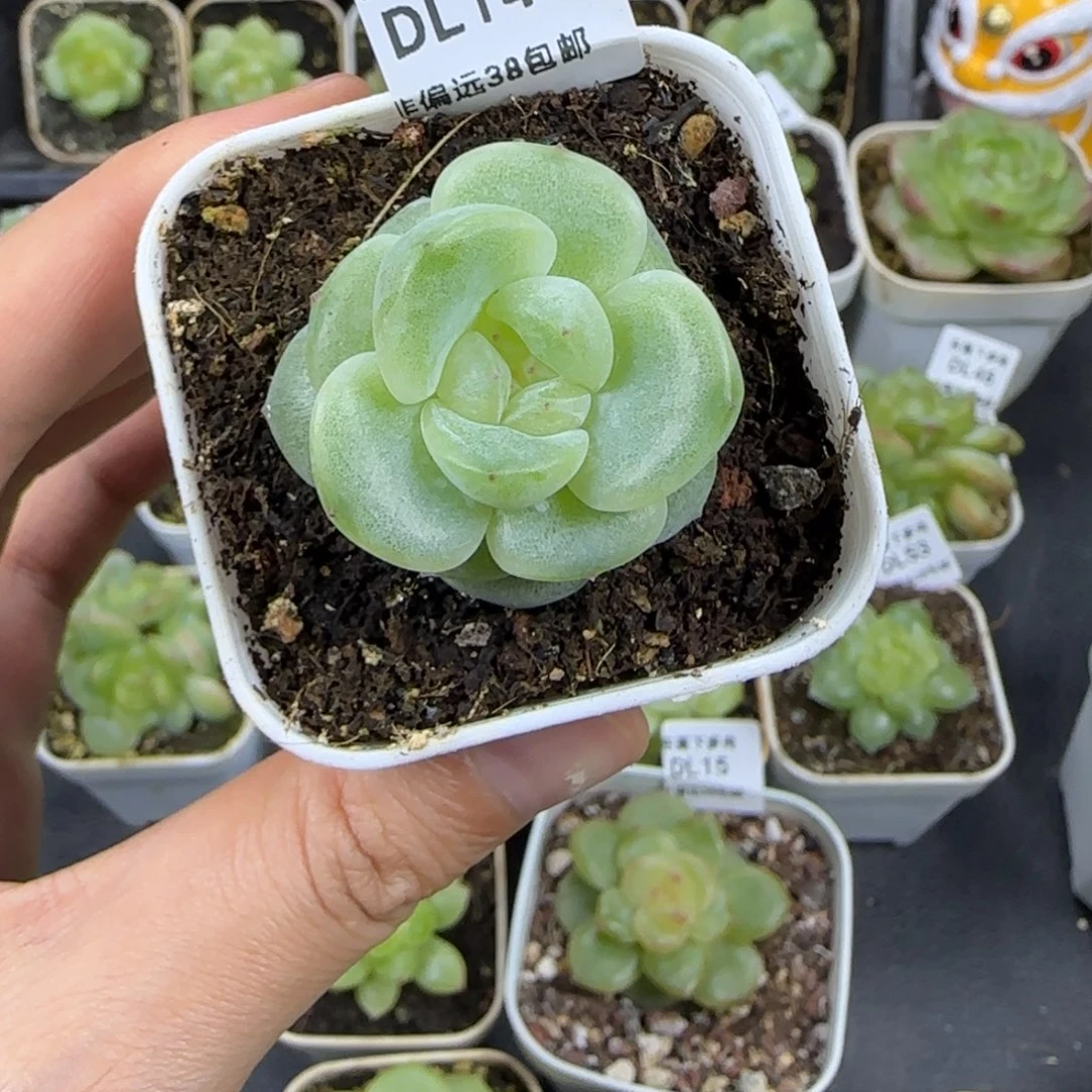 东篱下多肉植物哈哈哈14