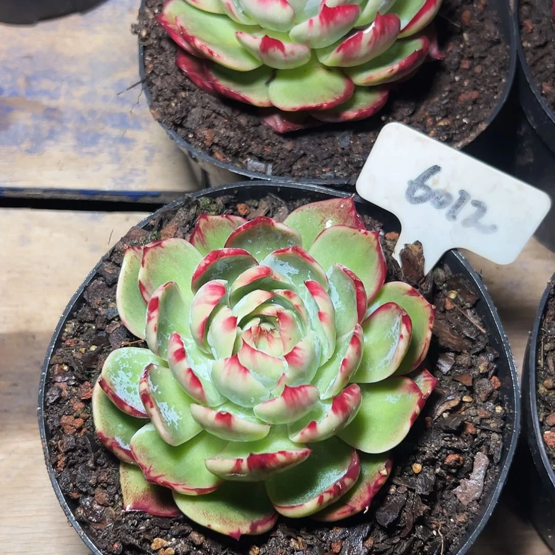 惊鸿仙子一物一拍6012号