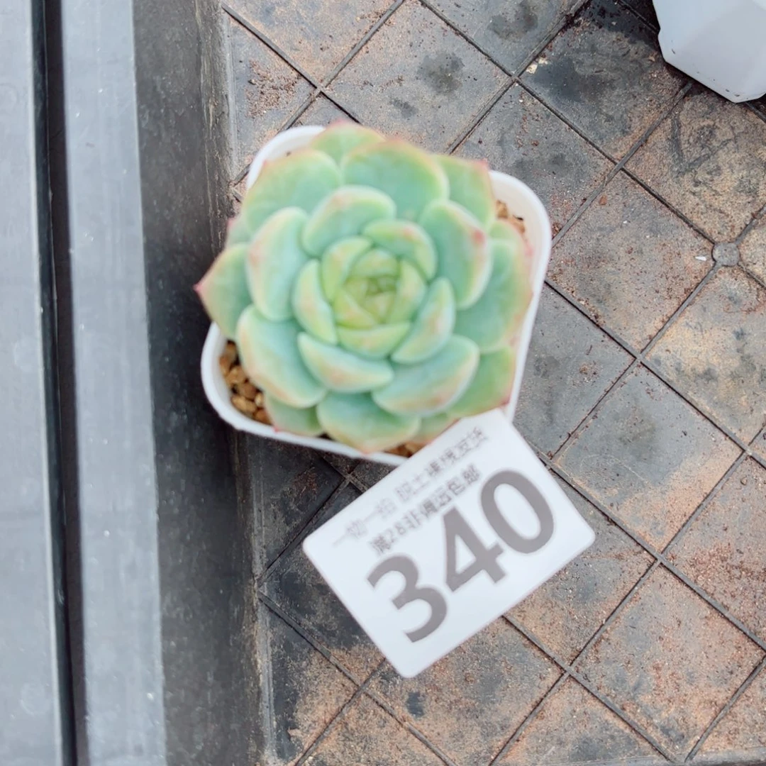 无尽灯单头多肉多肉多肉