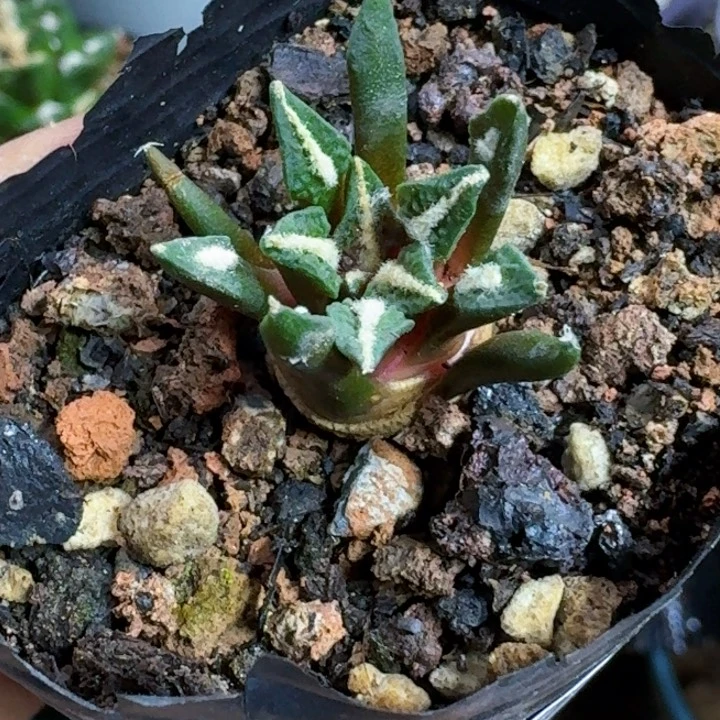 无花朵福利实生黑牡丹212