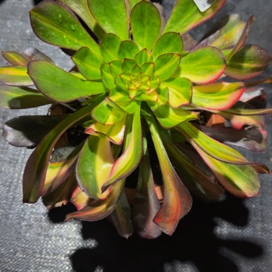 花蝴蝶带盆土一起发0022222