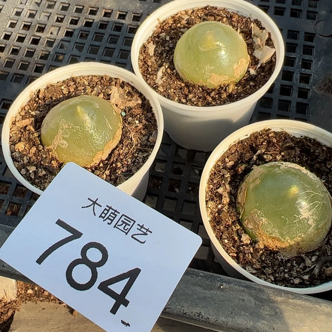 量拍以下1颗大灯泡带盆土发微瑕。  784