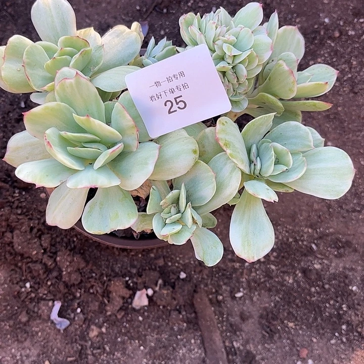 艳***碧桃锦缀，一物一拍