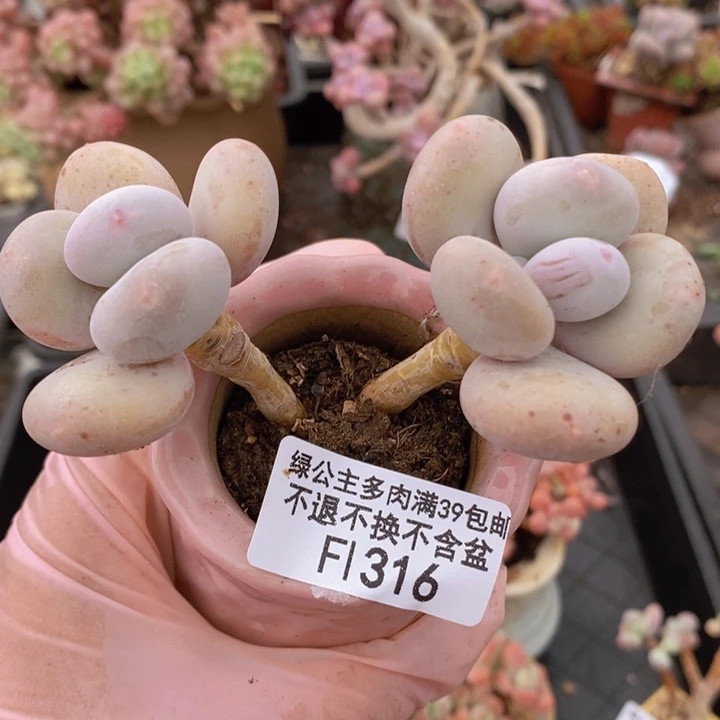 大叶奶老桩316多肉植物