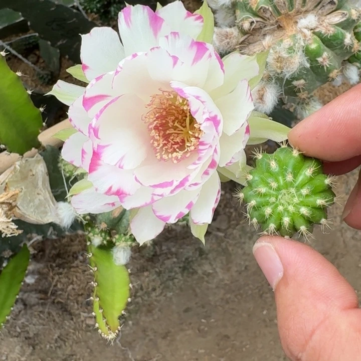 225丽花嫦娥歪2到3公分左右无根侧牙，20包邮