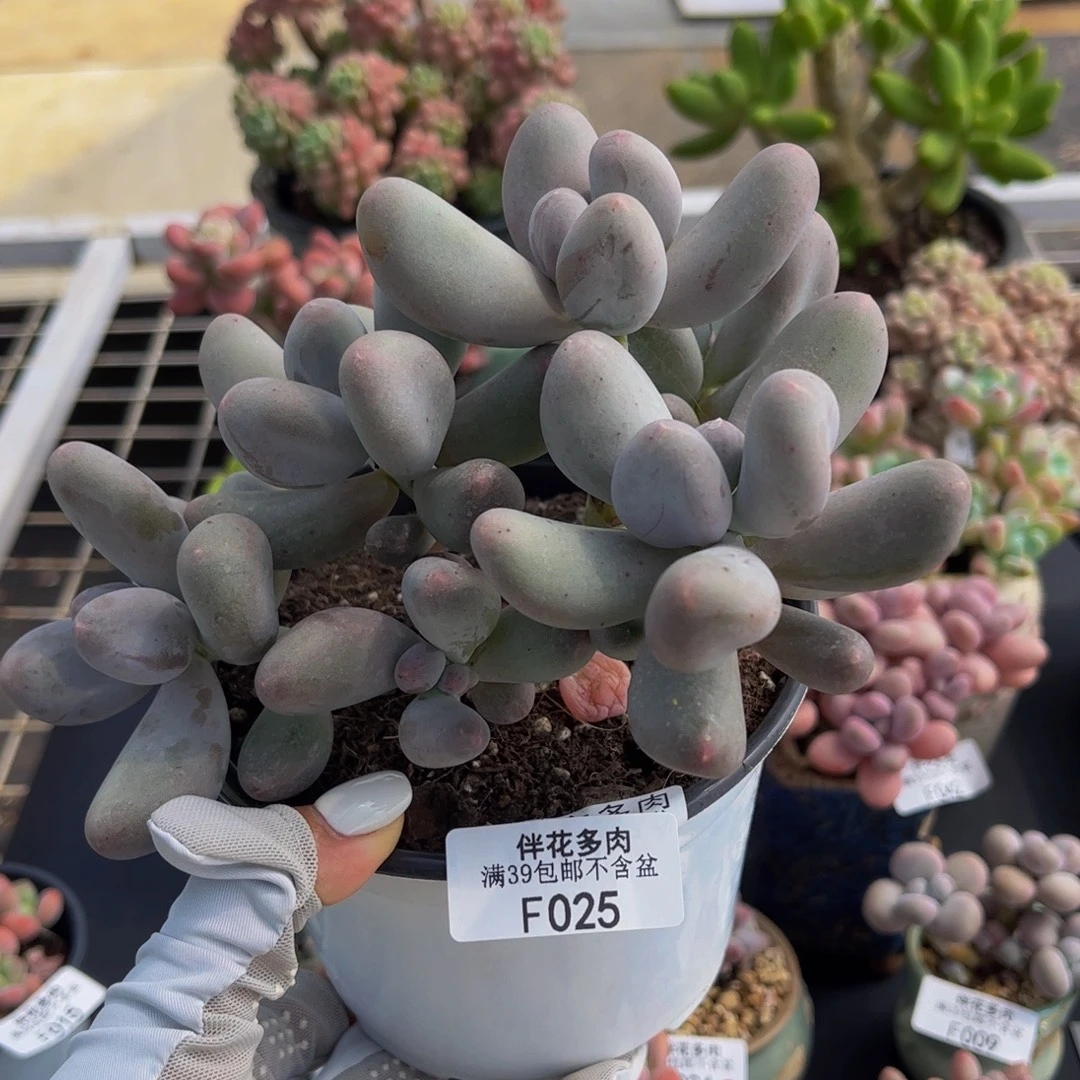 025-米可奶酪多肉12cm