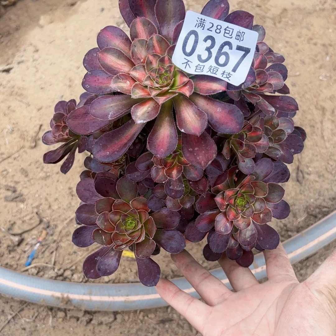 晚霞多肉植物法师0367