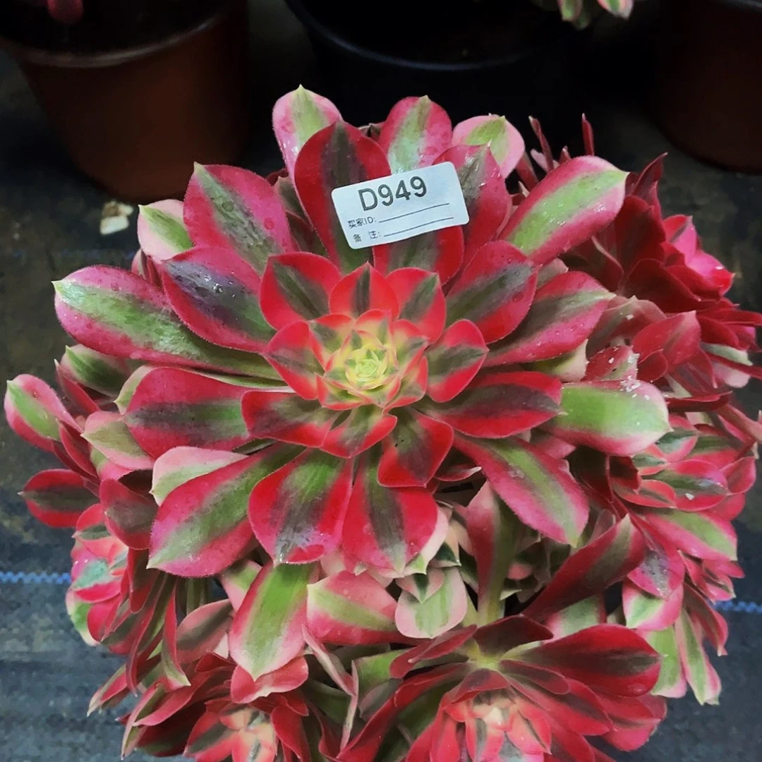 完全开放多肉植物949粉红女郎