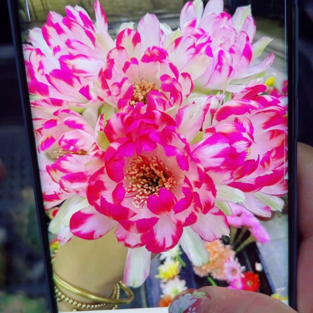 下39丽花61软斑点歪无根侧芽3公分左右20包邮