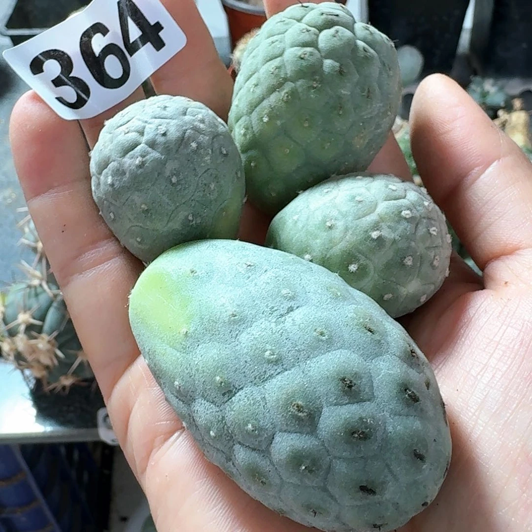 【闪购商品】无花朵金*两个品种习364