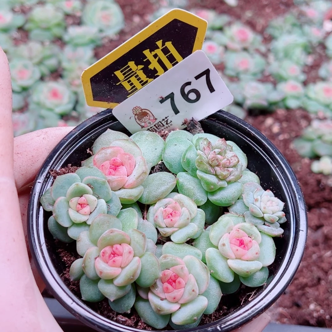 多肉植物多肉植物