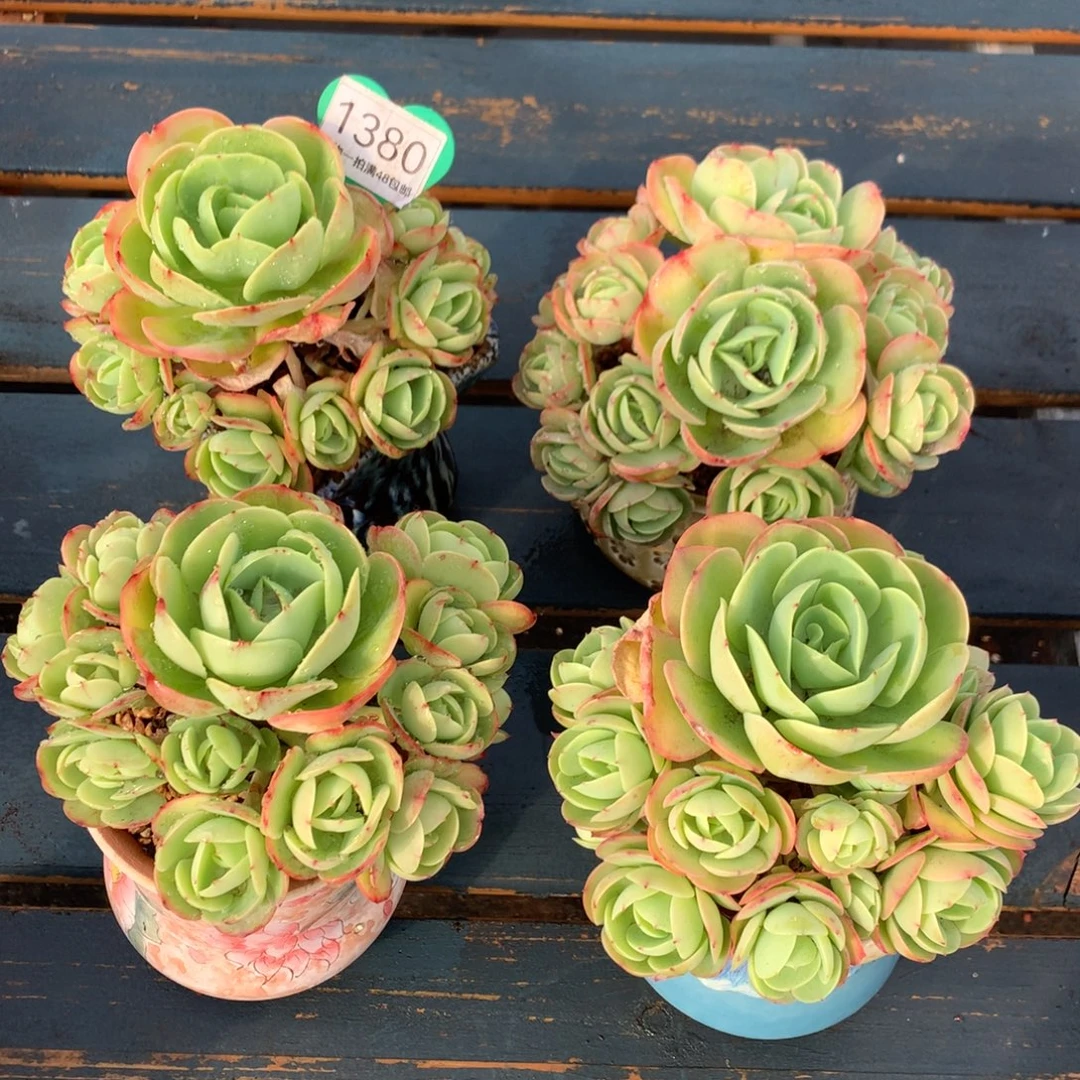 遇***8鸡蛋碧桃老桩捧花4颗1380