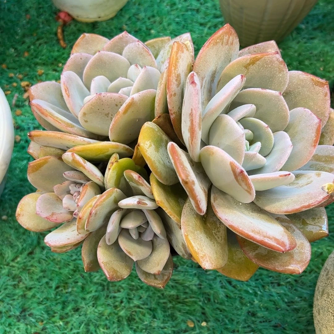 韩版奶茶，，，，，，，，，，，，，