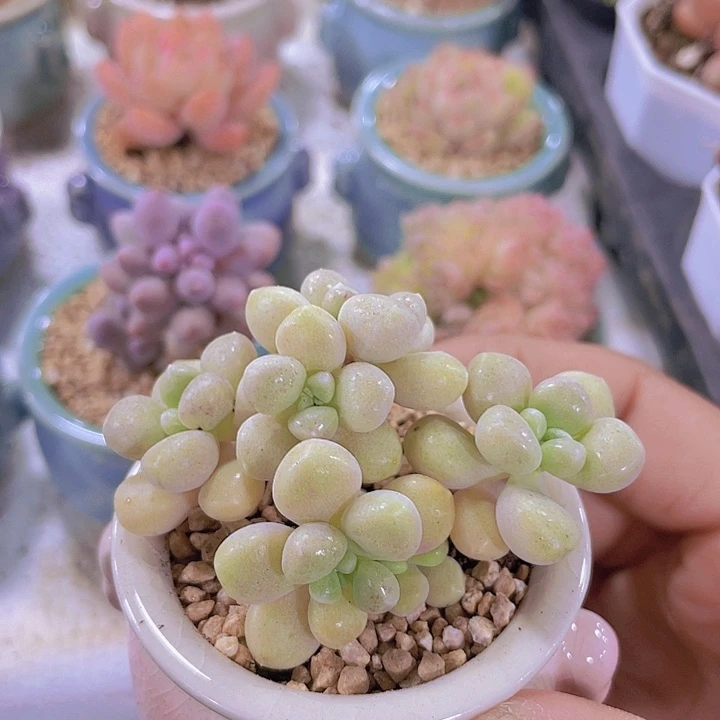 姬秋丽带土带盆发货