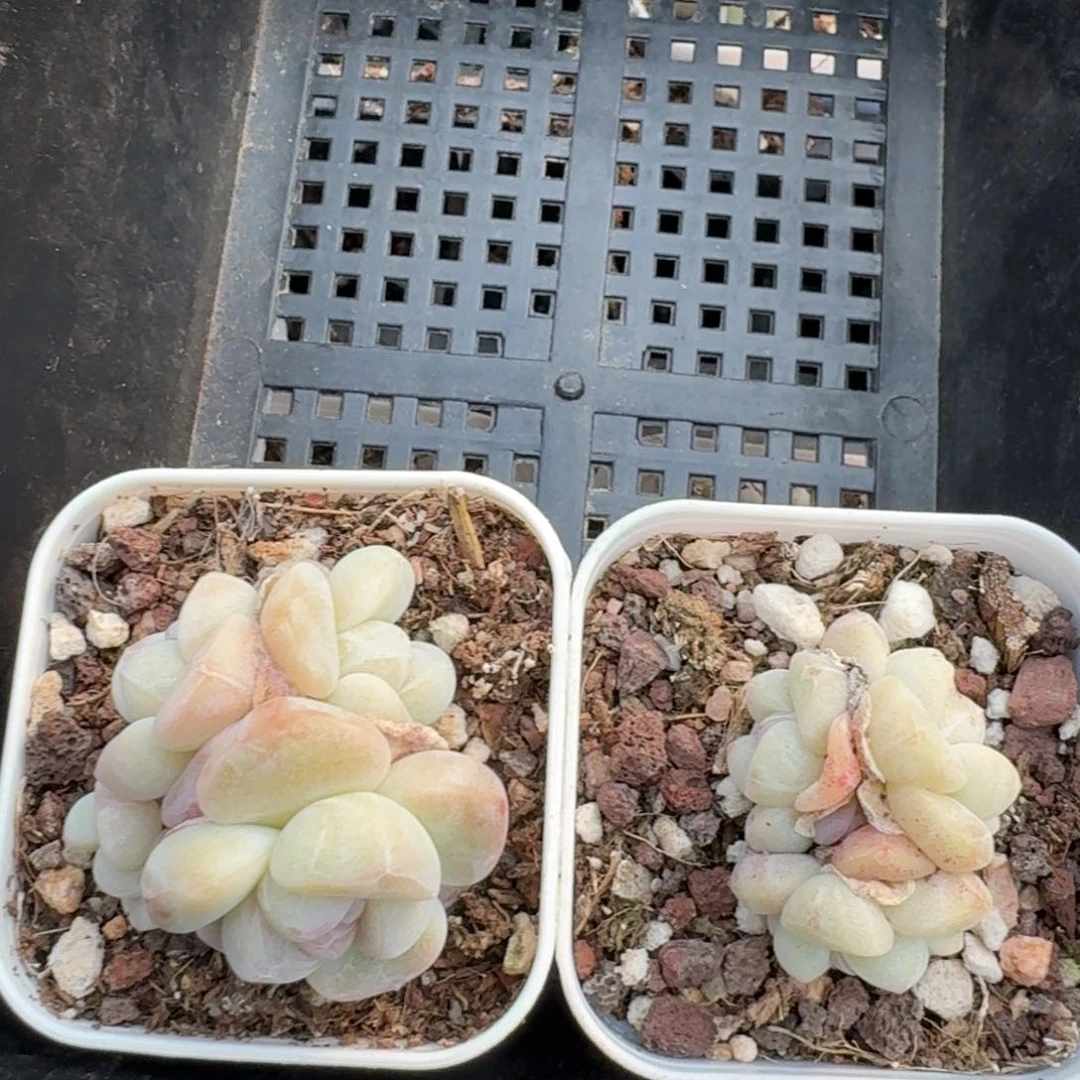 何*月42 号到手1框江北多肉