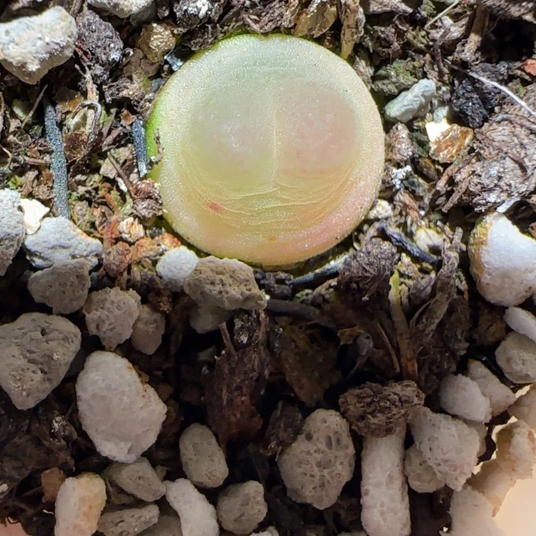 肉锥多肉植物百科-日式拉登1208