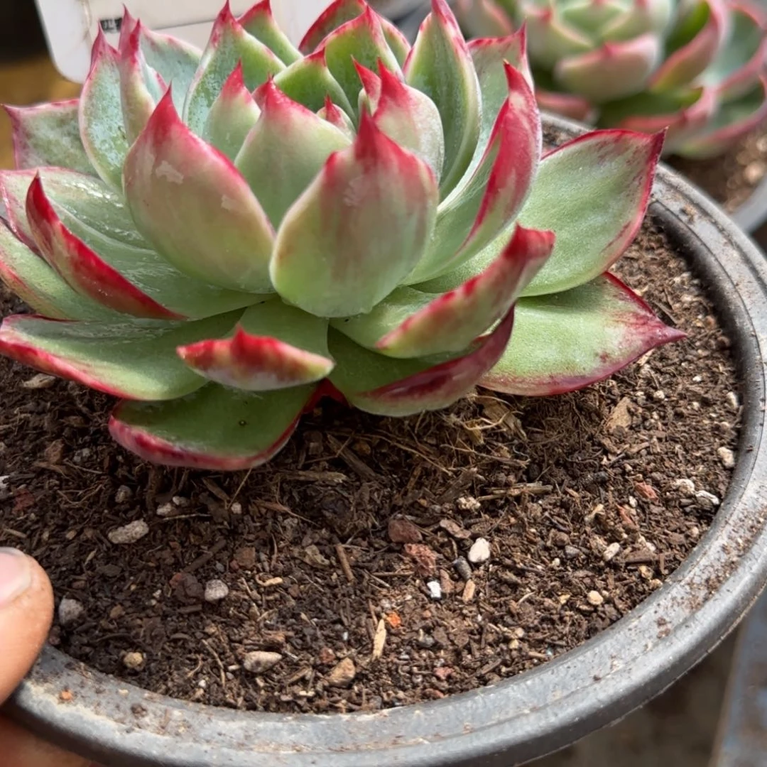 惊鸿一物一拍包装收缩花旱709