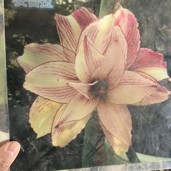 当前无花栽培后可以开花安吉拉6厘米裸根球