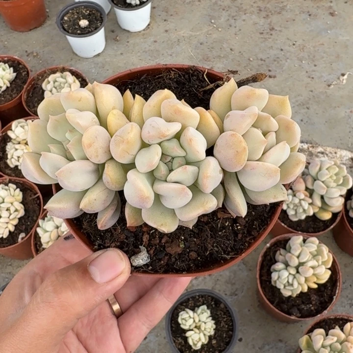 超奶 3头  一物一拍