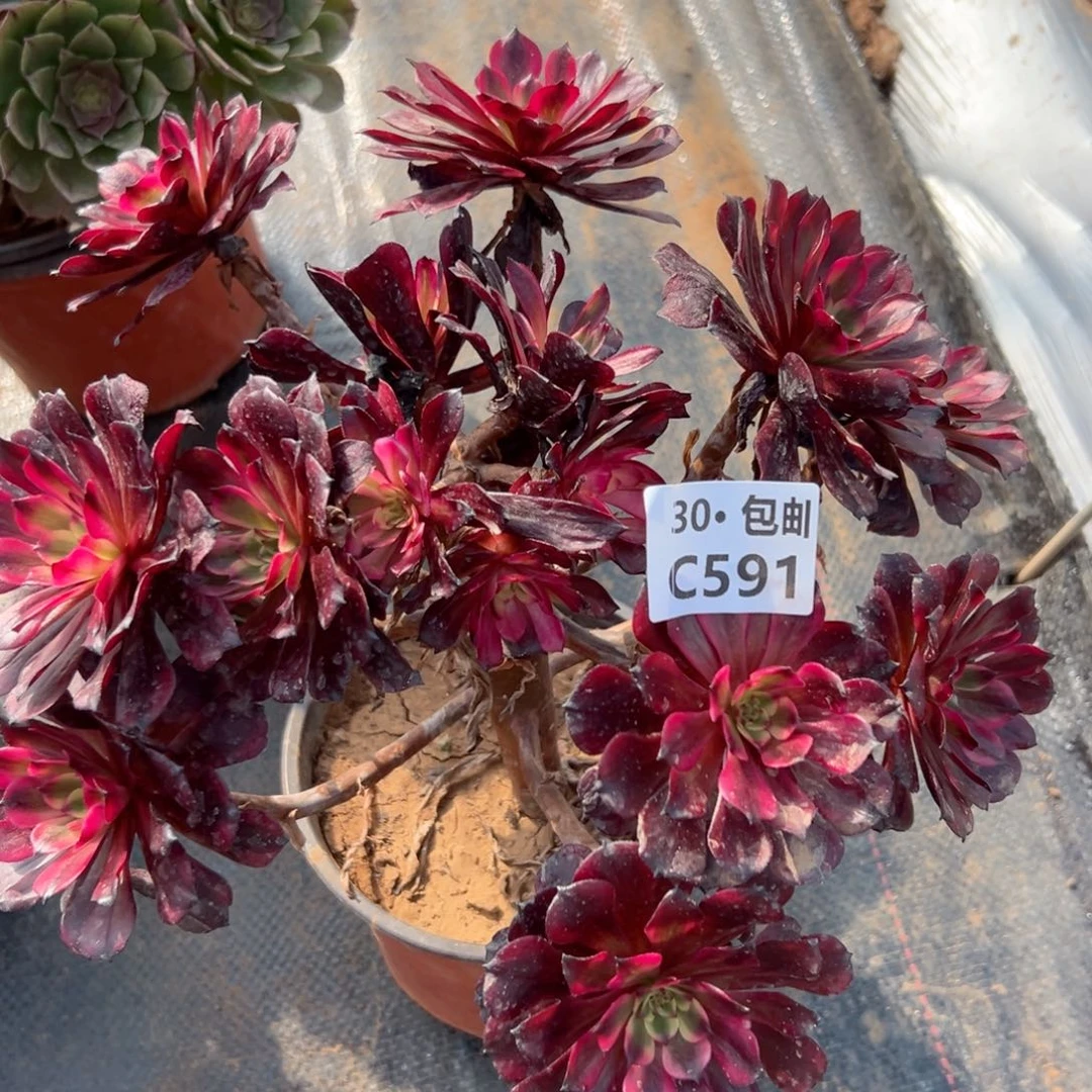 591美姬多肉法师