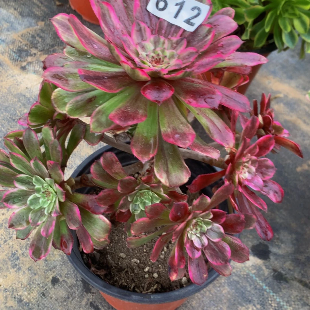 【闪购商品】*️****612水墨画多肉有伤疤