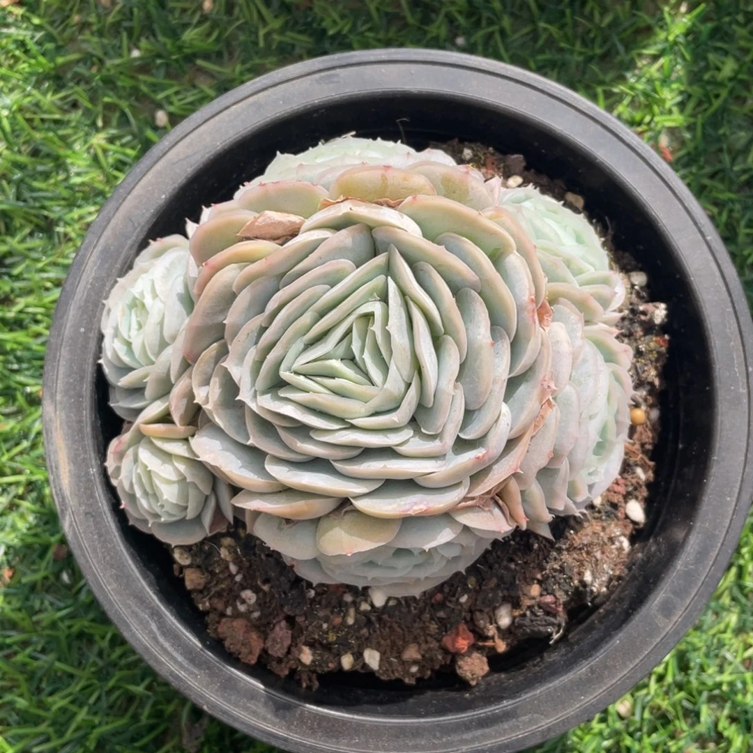 西娜杂冠幅11.5 公分一物一拍